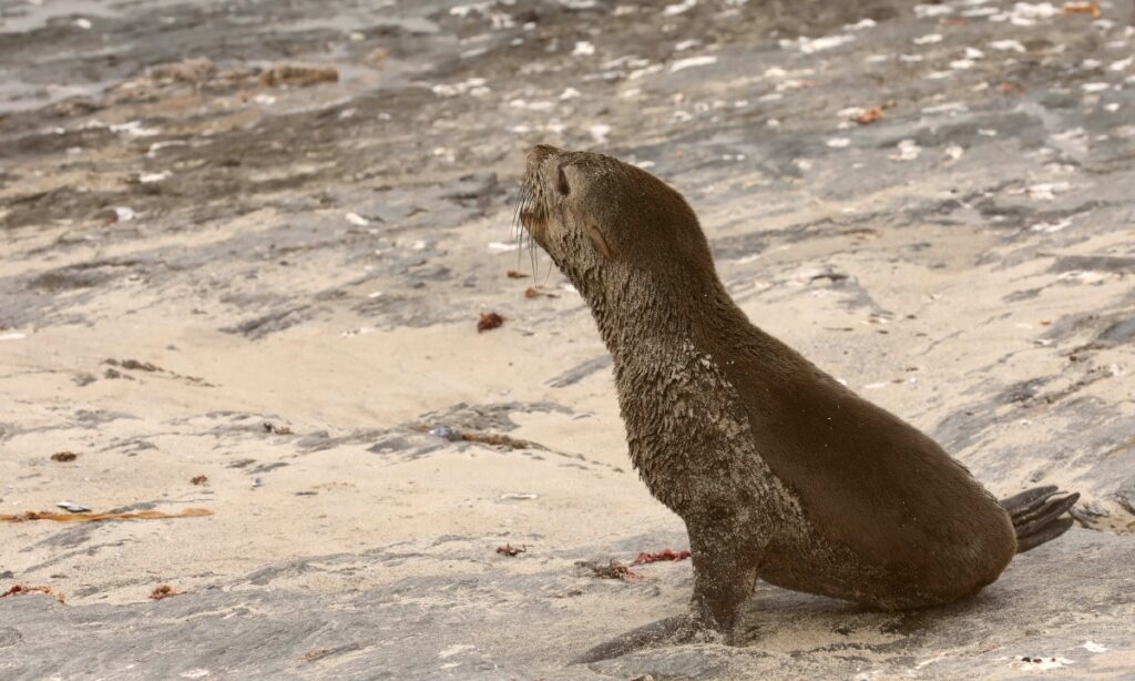 Rabid Jackal Likely Sparked Seal Rabies Outbreak Now Declared Endemic